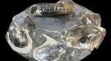 Hoploscaphites Ammonite With Fossil Clams - South Dakota #34177-1